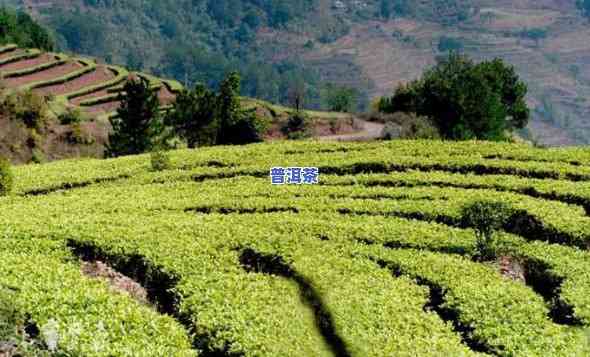 云南普洱茶种植的区位优势，揭秘云南普洱茶种植的特别区位优势