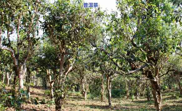 普洱茶海南能种植吗-普洱茶海南能种植吗现在