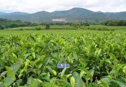 普洱茶海南能种植吗-普洱茶海南能种植吗现在