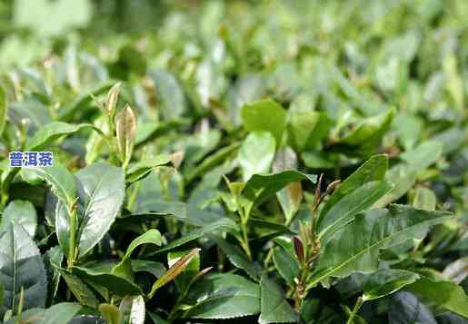 普洱茶海南能种植吗-普洱茶海南能种植吗现在