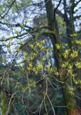 山青花燃普洱茶加盟-山青花燃普洱茶价格