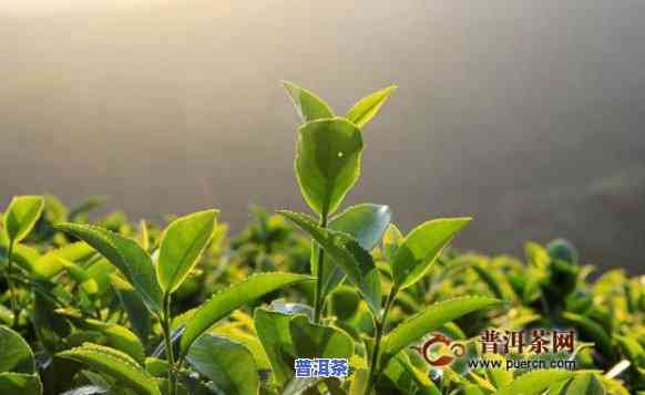 有机普洱茶是什么意思？详解其含义与特点