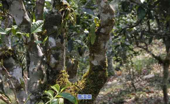 古茶树普洱茶价格，探寻古茶树普洱茶的珍贵价值：价格解析与购买建议