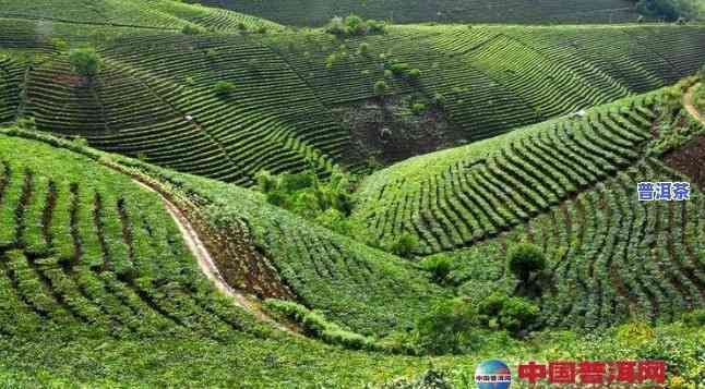 垦海普洱茶种植技术与管理全面解析视频