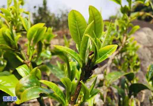 普洱茶的种植及图片介绍，探索普洱茶的魅力：种植过程与美丽图片一览