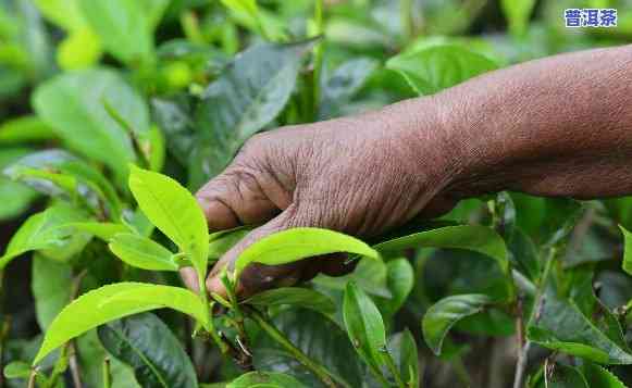 普洱茶的种植方法：技术与视频全解析