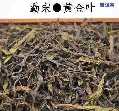 晒黄金普洱茶生茶120g-普洱黄金茶多少钱一斤