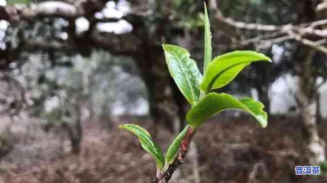 云南的普洱茶中的普洱一词源于什么，探寻普洱茶之源：普洱一词的由来与含义