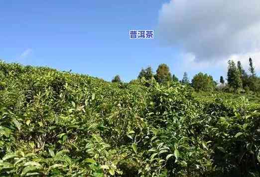 丁家寨属于什么茶，揭秘茶叶产地：丁家寨属于哪种茶？