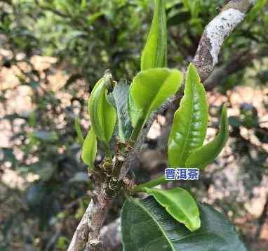 探秘景迈普洱茶的特别口感及特点