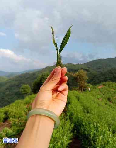 头条卖茶叶的怎么样，探究头条卖茶叶的效果：你是不是应尝试？