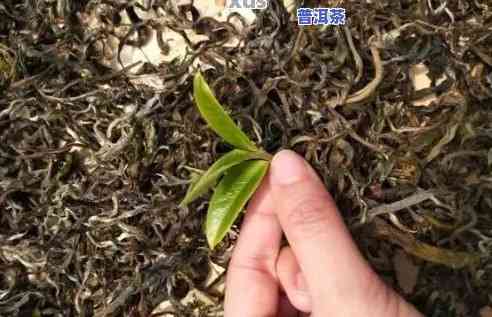 不存在太阳晒青的普洱茶味道-不存在太阳晒青的普洱茶味道怎么样