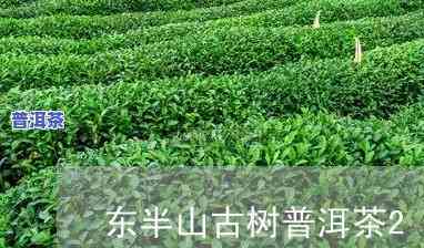 东半山普洱茶生茶价格一览：2007年每千克售价多少？