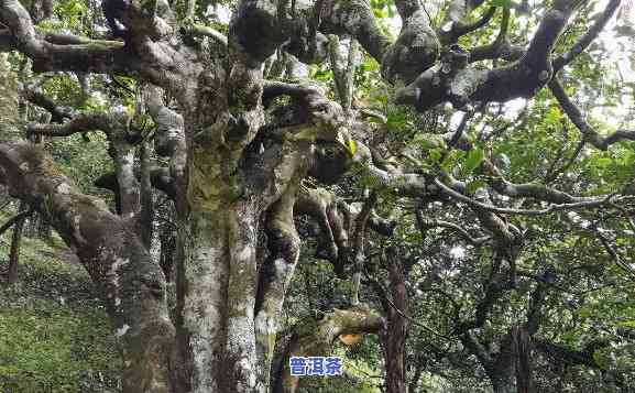 南糯古茶山普洱茶，探索古老韵味：南糯古茶山普洱茶的魅力与历史