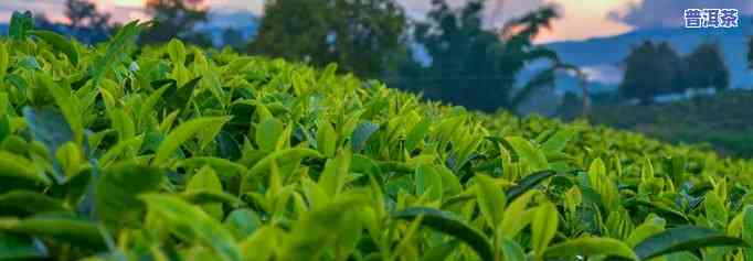 普洱茶有种植的味道-普洱茶有种植的味道吗