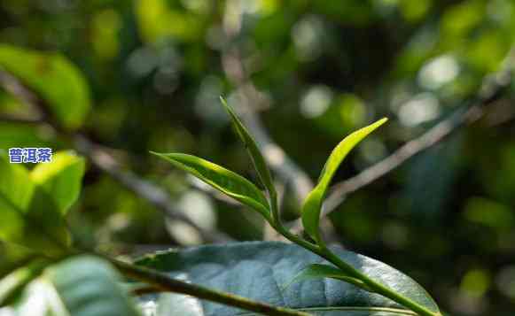 景迈山普洱茶为什么涩感重-景迈山普洱茶口感