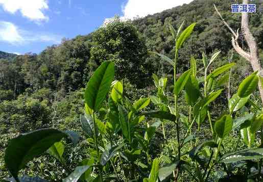 普洱茶大叶种植技术要点全解析