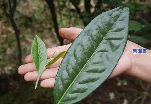 普洱茶大叶种植技术要点全解析