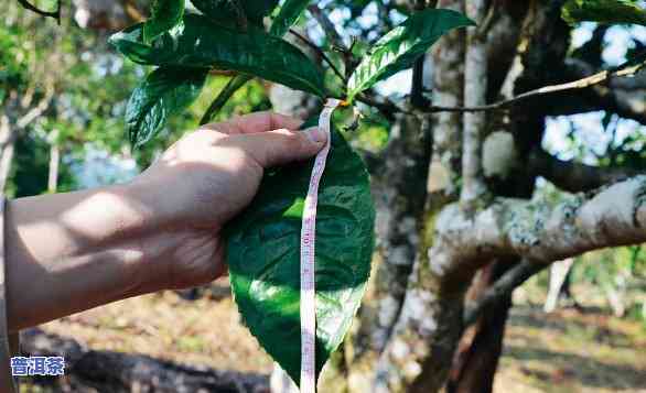 普洱茶大叶种植技术要点全解析