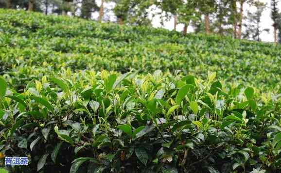 普洱茶大叶种植技术-普洱茶大叶种植技术视频