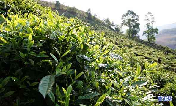 普洱茶大叶种植技术-普洱茶大叶种植技术视频