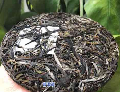 普洱茶高杆森林茶口感特点-普洱茶高杆古树的概念