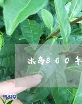 冰岛800年老树普洱茶：探究其价值与口感