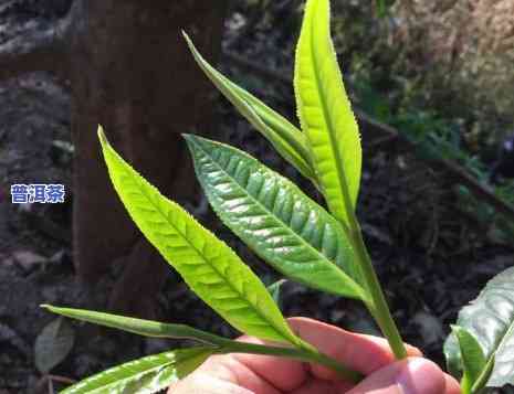 普洱茶能本人种植吗？详细步骤与技巧视频分享！