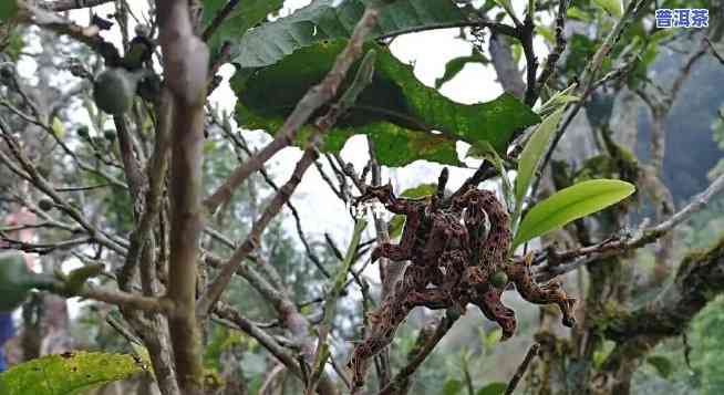 普洱茶树可以移种吗？视频讲解全过程