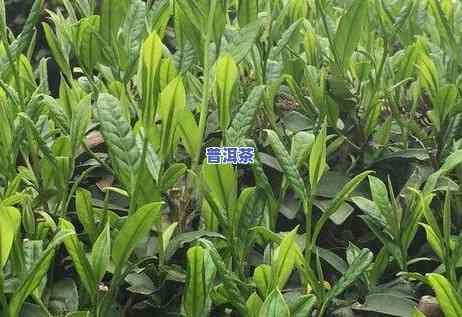 全面解析：普洱茶苗种植技术、管理与视频教程