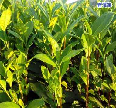 全面解析：普洱茶苗种植技术、管理与视频教程