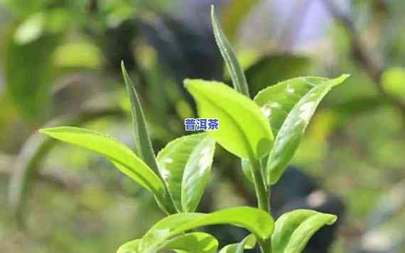 勐舍普洱茶，品味云南风情：探寻勐舍普洱茶的历史与魅力