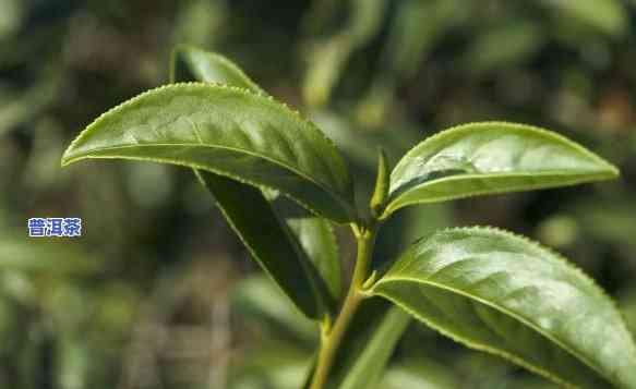 普洱茶种植联系方法怎么写，怎样联系普洱茶种植商：详细的联系方法指南