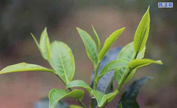 普洱茶种植联系方法怎么写，怎样联系普洱茶种植商：详细的联系方法指南