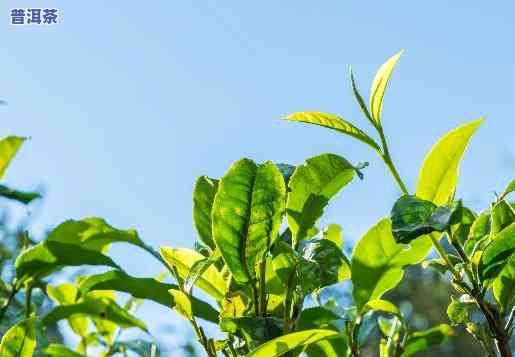 普洱茶种植联系方法怎么写，怎样联系普洱茶种植商：详细的联系方法指南