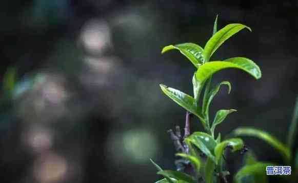 普洱市千家寨普洱茶业，探索普洱的魅力：千家寨普洱茶业的茶叶之旅