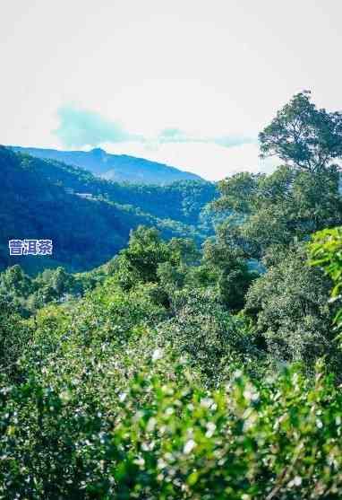 普洱茶种植基地，探访普洱茶种植基地，领略千年古树风采