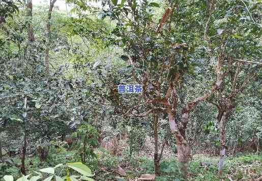 普洱茶种植基地，探访普洱茶种植基地，领略千年古树风采