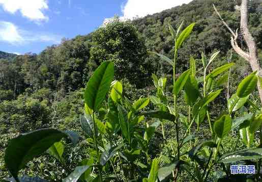 普洱茶种植增香技术-普洱茶种植增香技术视频