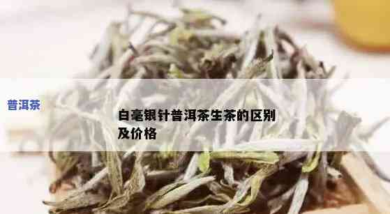 白毫银针是普洱茶吗？详细解析与分类