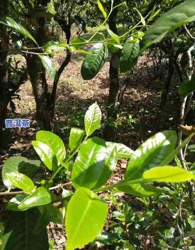 小荒田普洱茶磨烈茶哪个好-小荒田普洱茶特点