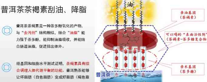 普洱茶解油腻原理，揭秘普洱茶的解油腻原理