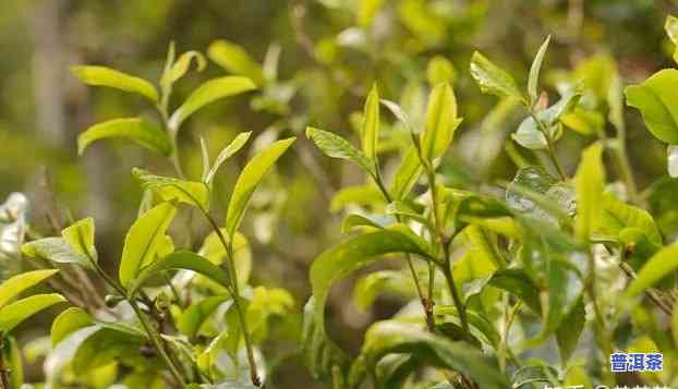 普洱茶解油腻原理，揭秘普洱茶的解油腻原理