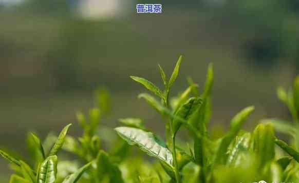 易武普洱茶种植采摘-易武普洱茶种植采摘时间