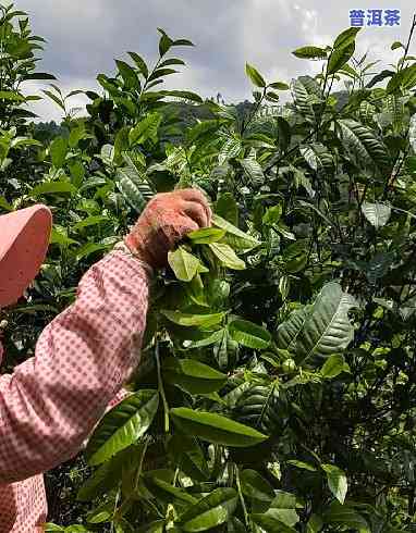 易武普洱茶种植采摘-易武普洱茶种植采摘时间