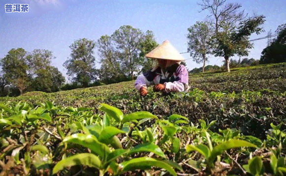 易武普洱茶种植采摘-易武普洱茶种植采摘时间