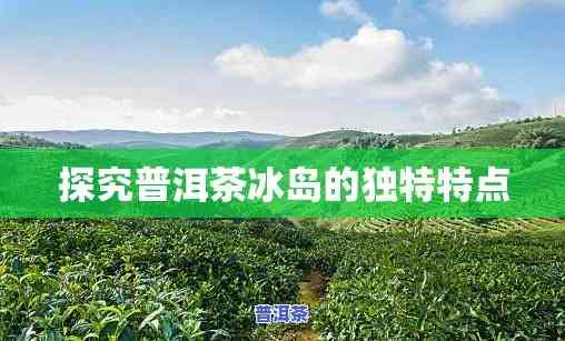 探索普洱茶冰岛：特别口感与特点深度解析