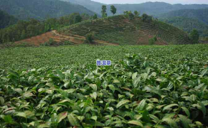 普洱茶讲解茶山头视频，探索普洱茶的魅力：揭秘茶山头的精彩讲解视频