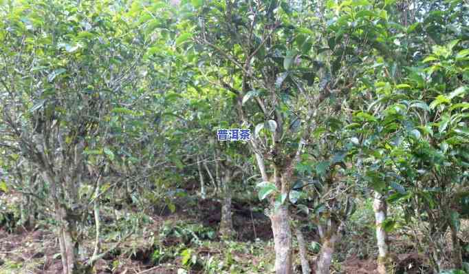 普洱茶讲解茶山头视频，探索普洱茶的魅力：揭秘茶山头的精彩讲解视频