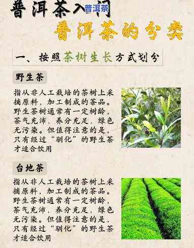 普洱属于什么类的茶种，探寻普洱茶的分类：它属于哪一类茶种？